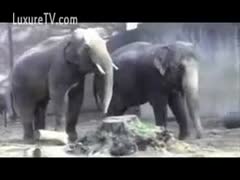 Amateur zoo sex footage of a lustful elephant trying to tempt his boyfrend
